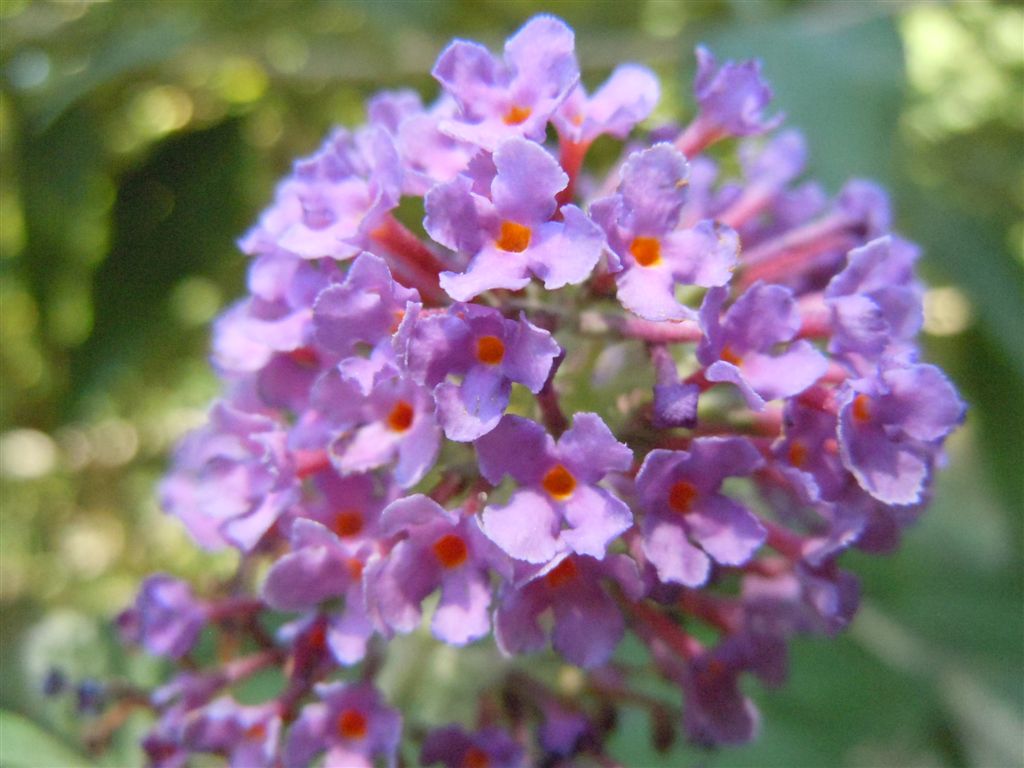 Buddleja davidii